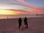 Guests-Dogs-Sunsets