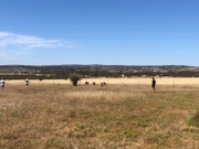 Some of Dave's guests getting up close with the local fauna